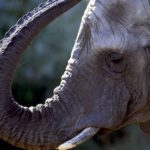 DUS200 DUISBURGO (ALEMANIA) 8/2/2011.- Un elefante africano tira tierra sobre su arrugada piel en el zoolÛgico de Duesseldorf, Alemania, hoy, martes 08 de febrero de 2011. EFE/FEDERICO GAMBARINI