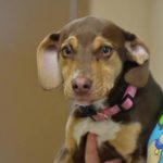 perrita