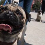 CIUDAD DE MÉXICO, 18FEBRERO2017.- Varias personas con sus perros de raza pug, se reunieron en el Monumento a la Revolución para que sus mascotas interactuaran.
FOTO: TERCERO DÍAZ /CUARTOSCURO.COM