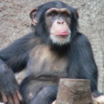 schimpanse_zoo_leipzig