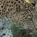 1280px-persischer_leopard2cele4