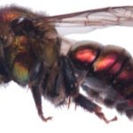 detectan-nueva-especie-de-abeja-nativa-en-la-sierra-de-zongolica1