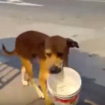 perrito