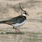 lapwing4