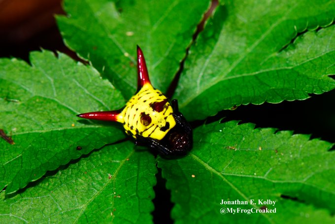 Ver imagen en Twitter