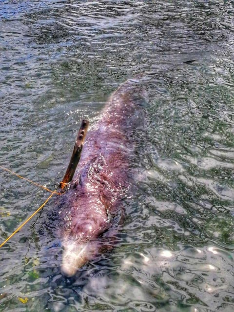 Hallan en Filipinas una ballena muerta con 40 kilos de plástico en el estómago