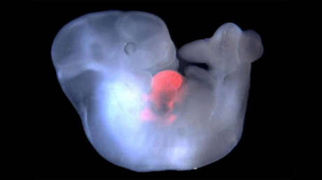 Embrión de ratón con células de rata en su corazón