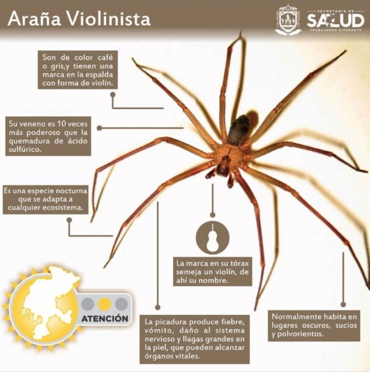 Información básica de este género de araña (Foto: Secretaría de Salud)