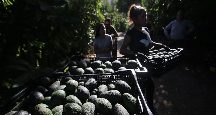 Cultivos de palta en Petorca, Chile