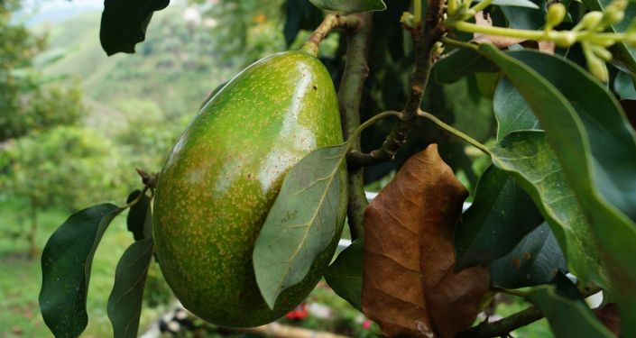 Aguacate, también conocido como palto - Imagen referencial