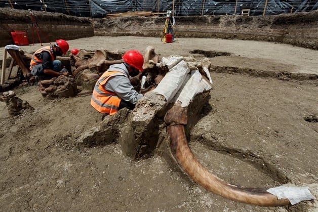 Descubren más fósiles de mamuts, camellos, caballos y bisontes. Entérate