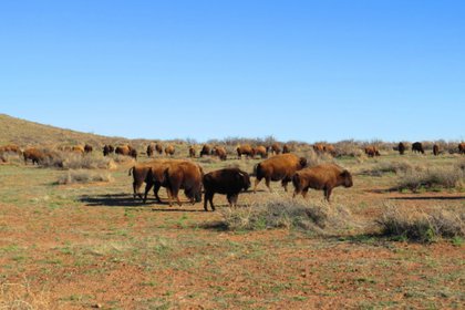 (Foto: Twitter @CONANP_mx)
