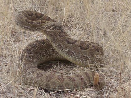 (Foto: Dirección General de Comunicación Social de la UNAM)