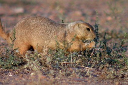 (Foto: Twitter @SEMARNAT_mx)