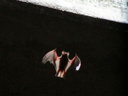 El IPN investiga el sistema inmune del murciélago magueyero (Leptonycteris yerbabuenae) (Foto: Reuters / Charlie L. Harper)
