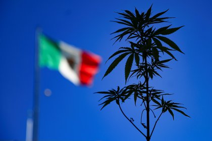 Cuando se complete la despenalización del uso lúdico de la marihuana, México se convertirá en uno de los mercados legales más grandes del mundo (Foto: Carlos Ramírez/ EFE)