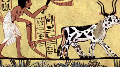 Registro egipcio del uso de animales para trabajo