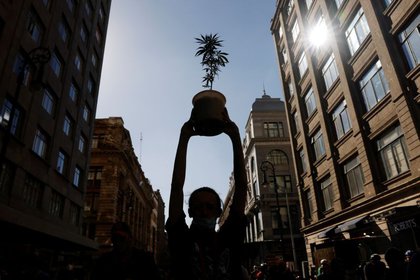 La Conadic sustituirá al Instituto Mexicano de Regulación y Control de Cannabis, que ya no será creado (Foto: Carlos Jasso/ Reuters)