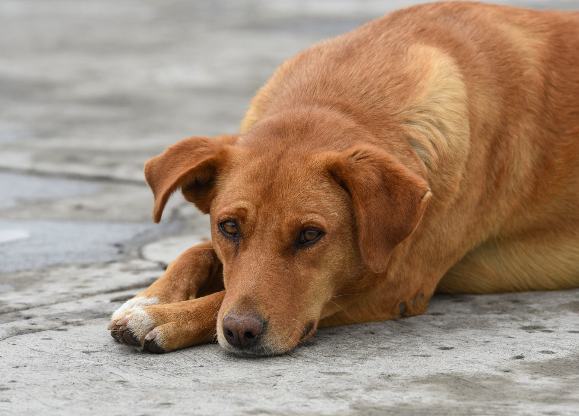 Perros y otras mascotas de México tendrán acceso a veterinarias públicas