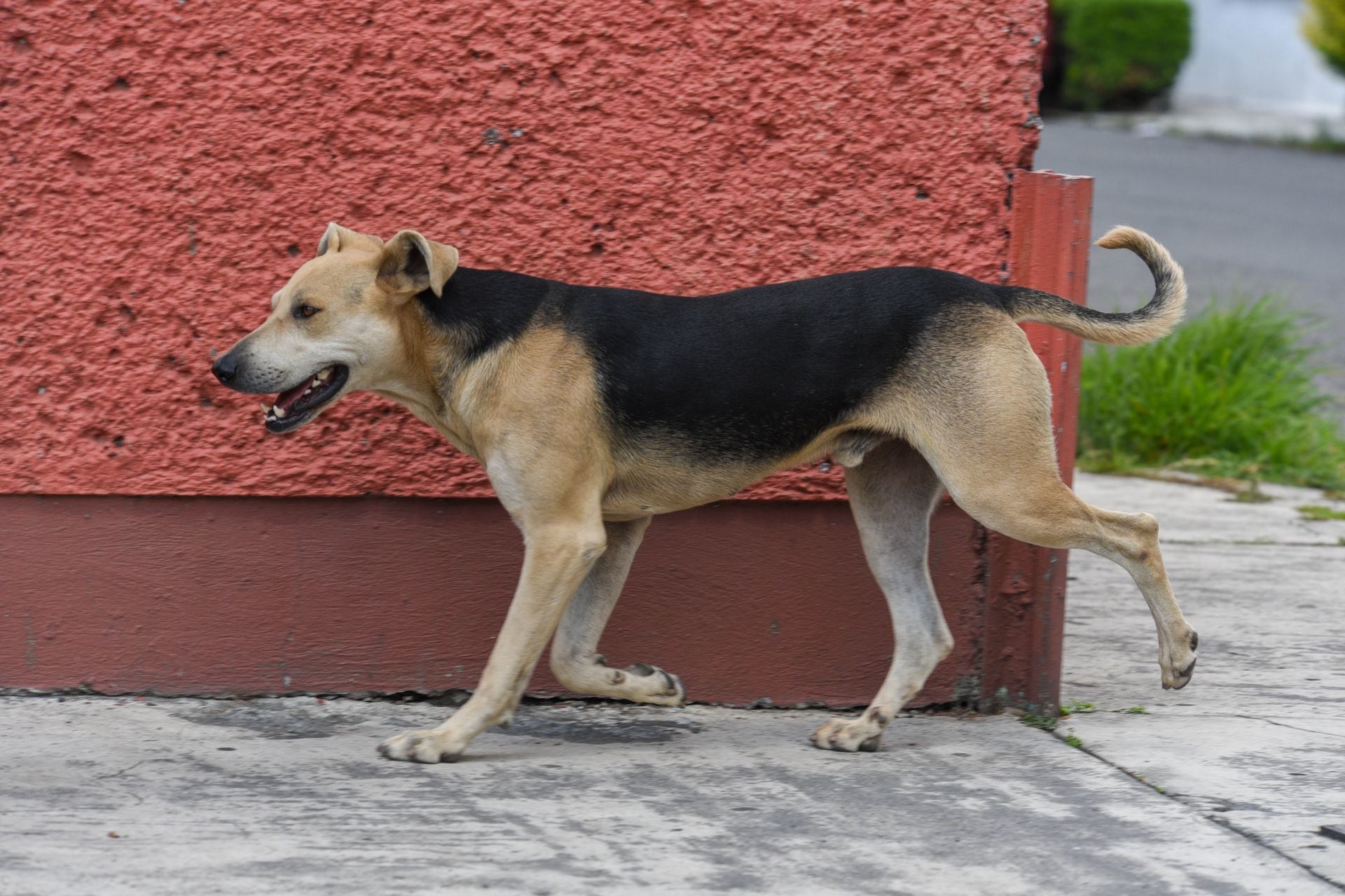 Perro en CDMX, México