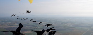 2.800 kilómetros desde los Alpes hasta Andalucía: el singular recorrido de un grupo de aves guiadas por un ultraligero