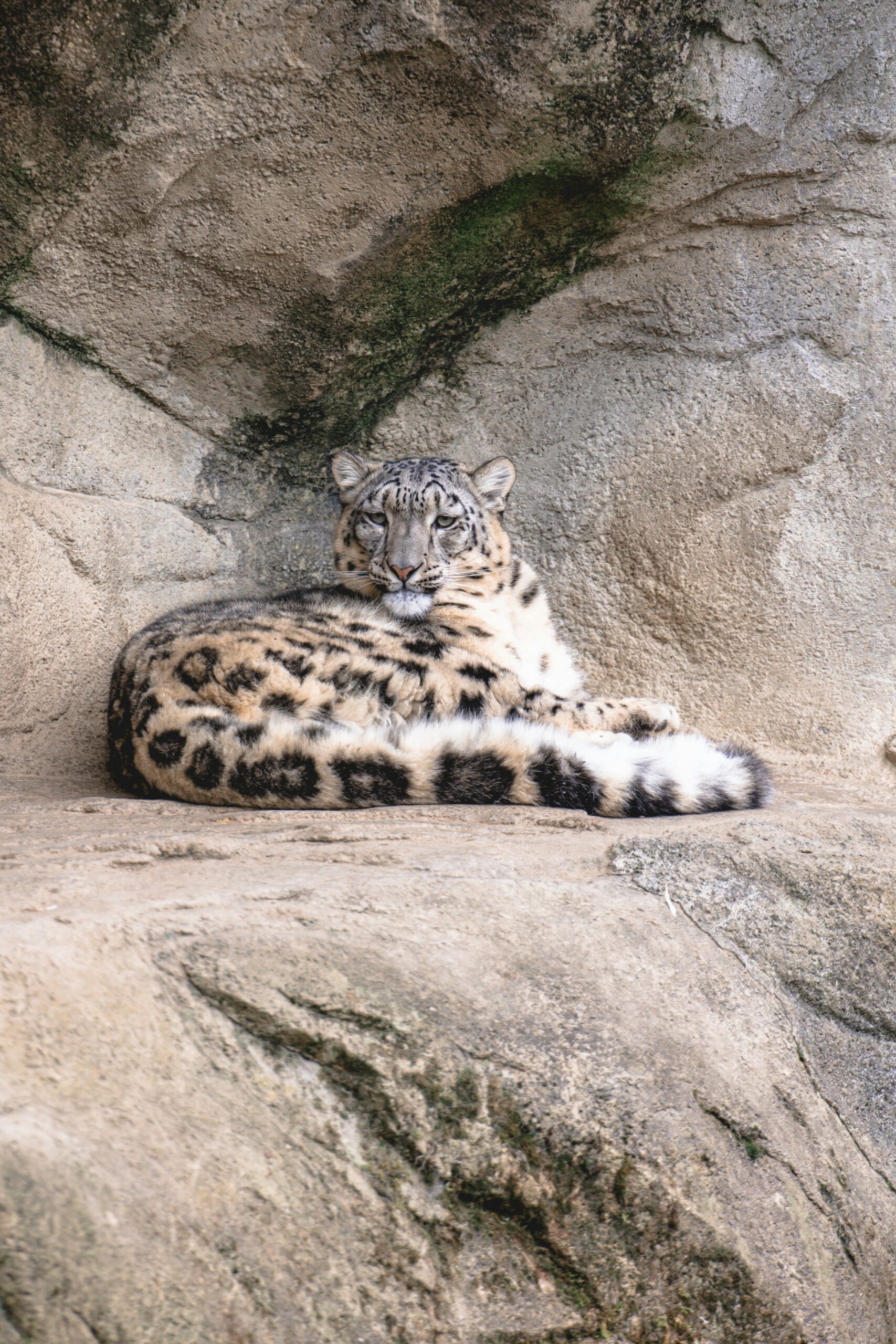 Este 23 de octubre es el  Día Internacional del Leopardo de las Nieves