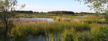 Doñana lleva décadas al borde del precipicio. Ahora tenemos un experimento para ver si podemos rehacerla desde cero 