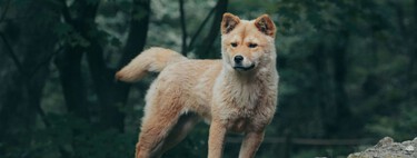 Los huesos rotos de un perro de hace 16.000 años cuentan una importante historia: ya era nuestra mascota