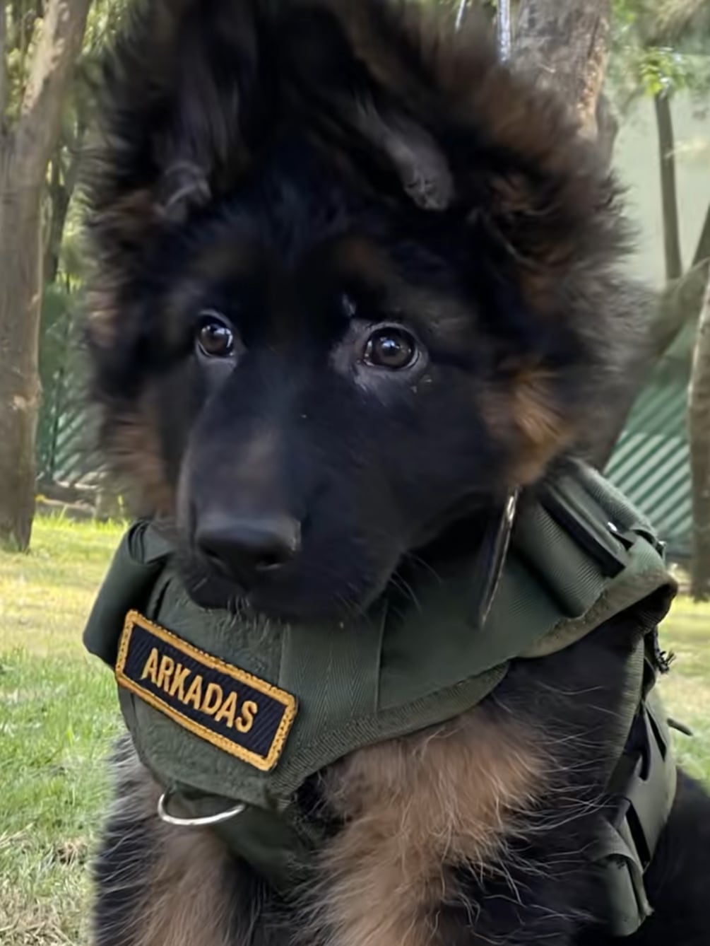 Arkadas, el perro rescatista