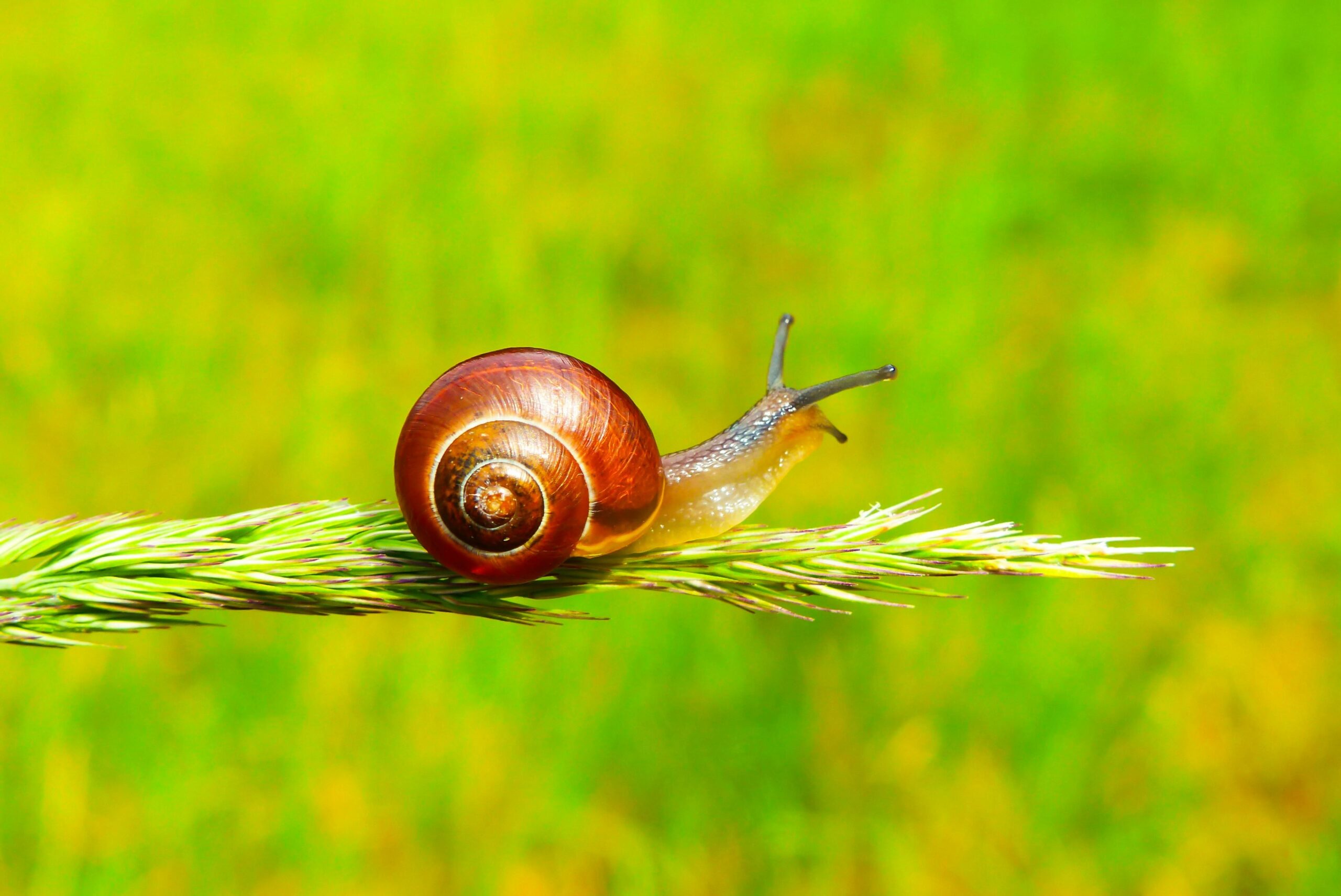 Caracol