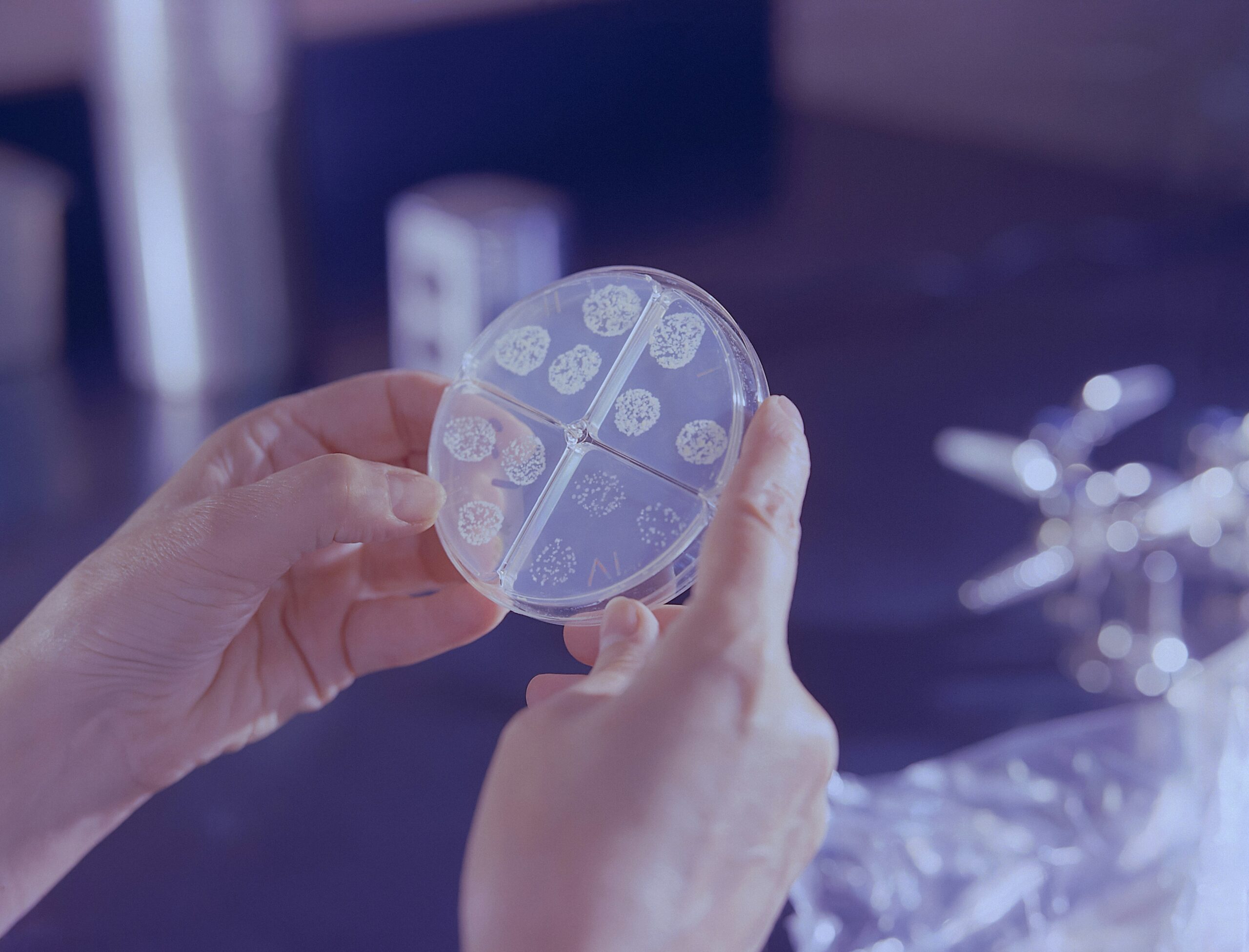 Bacteria