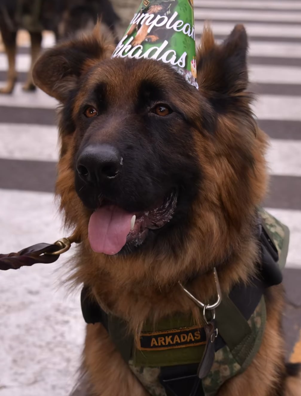 Arkadas, el perro rescatista