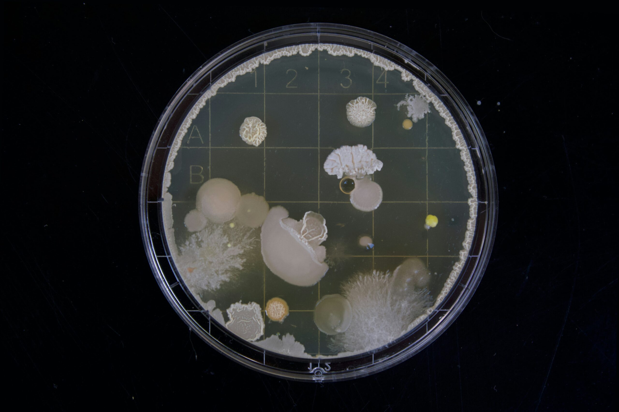 Bacteria