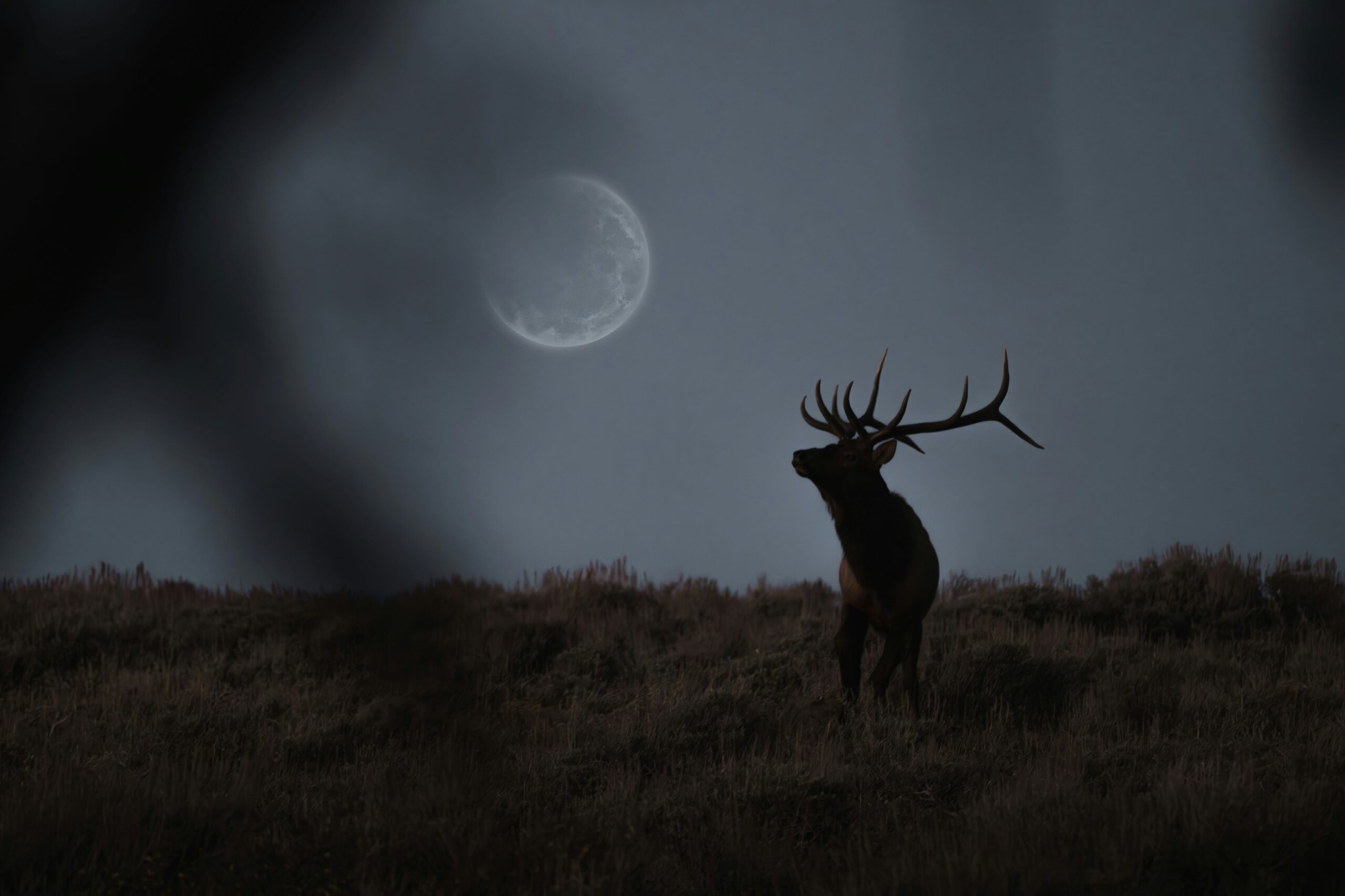 Luna de Ciervo