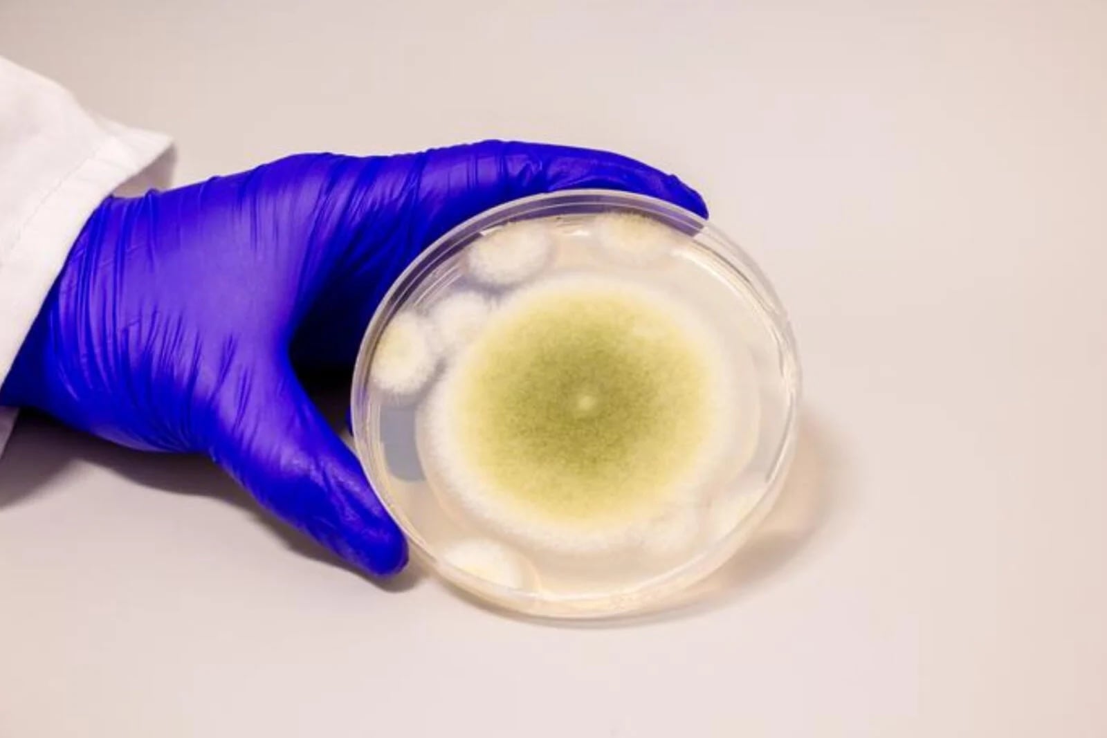 Hongo Aspergillus flavus