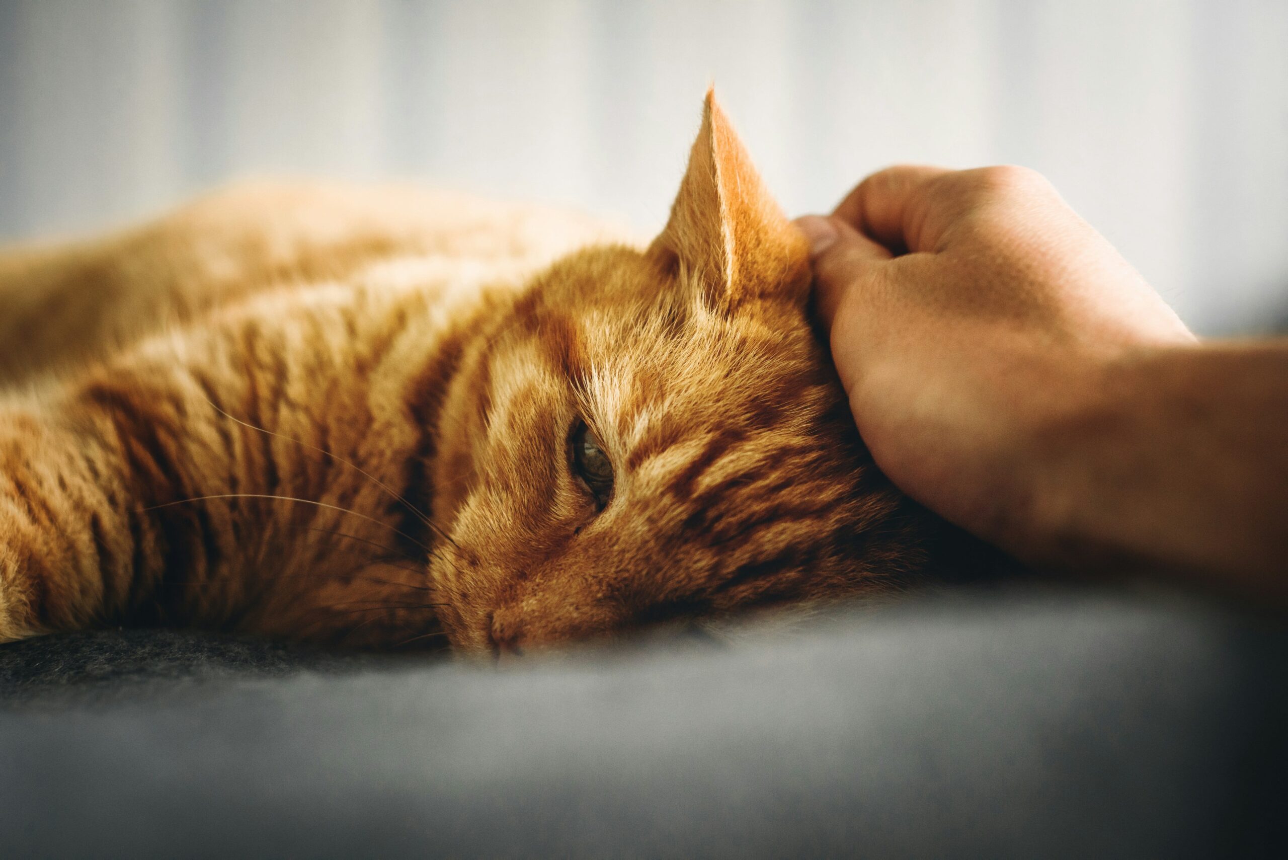 Este 29 de octubre es el Día Internacional del Gato