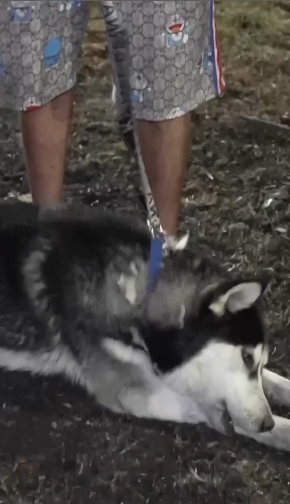 Husky salvó a su dueño de morir en la explosión de pipa en puente de La Concordia