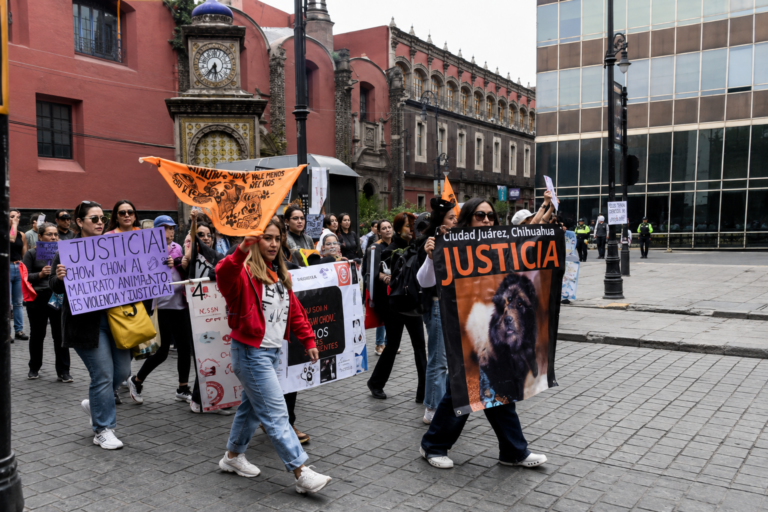 🐾 VIDEO: Regidora Fernanda Ávalos lleva caso Chow Chow a CDMX; exige resultados a Fiscalía ⚖️