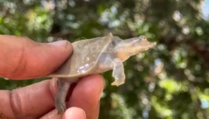 Nacen 18 tortuguitas de concha blanda en el Parque Central