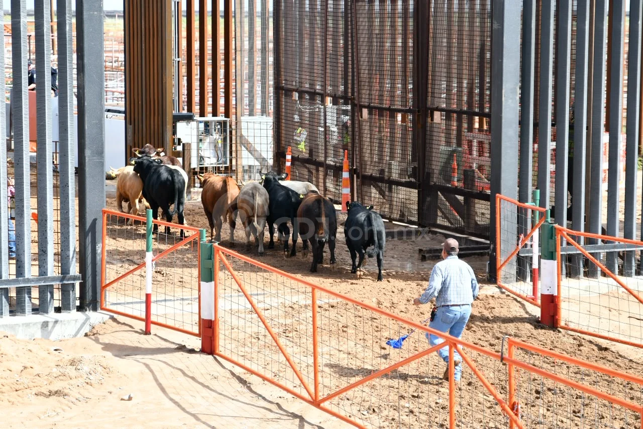 Reanuda Chihuahua exportación de ganado a Estados Unidos por San Jerónimo-Santa Teresa