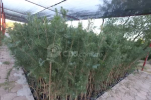 Reanudan donación de árboles en Juárez; entregarán hasta dos por persona