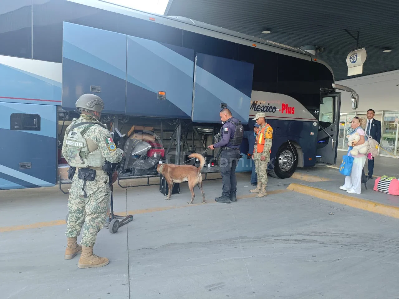 Blindan fuerzas preventivas Central de Autobuses de Juárez con apoyo de binomios K-9