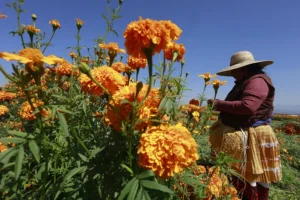 Flor de cempasúchil podría escasear por problemas climáticos en el Valle de Juárez